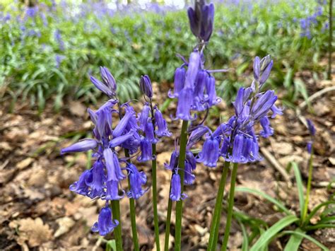 Embracing the Element of Fire ? , Breadsall Memorial Hall Brookside ...