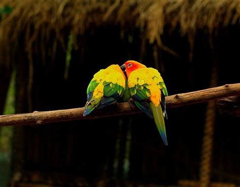 Sun Conure Colors - Parrot World
