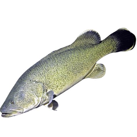 Image result for Murray Cod Cooking