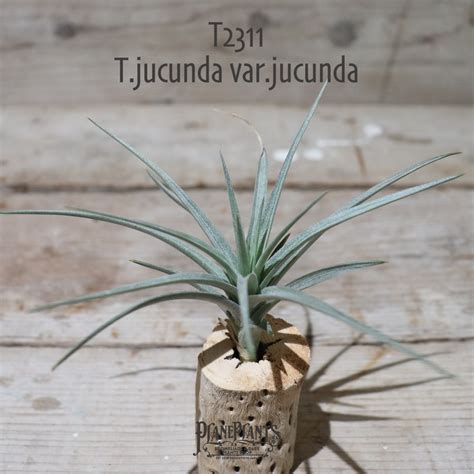 【送料無料】jucunda var.jucunda〔エアプランツ〕現品発送T2311 | plane plants