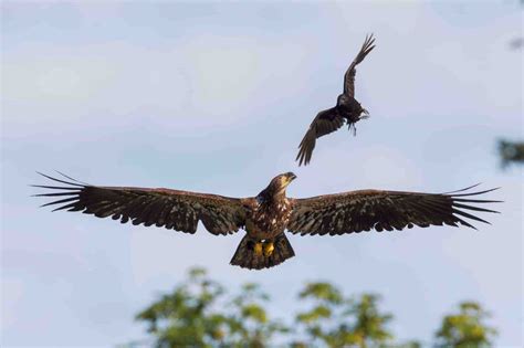 Do Crows Attack Eagles? (The Surprising Truth)