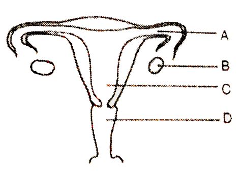 Image result for Reproductive System Parts