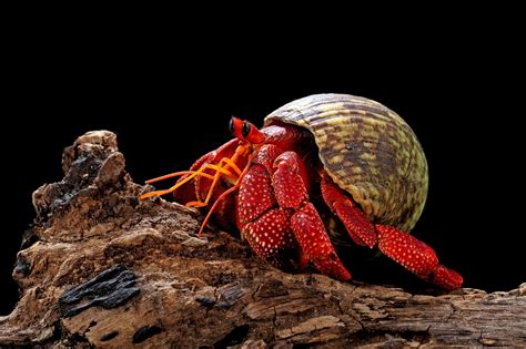 Strawberry Hermit Crab Pictures - AZ Animals