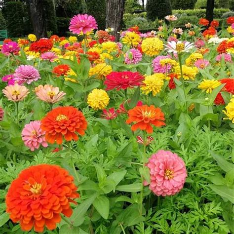 Zinnia Dahlia Flowered Mix Seeds – Vibrant Blooms for Summer Gardens ...