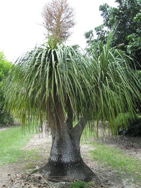 Beaucarnea recurvata (Ponytail Palm) - Richard Lyons Nursery, Inc.