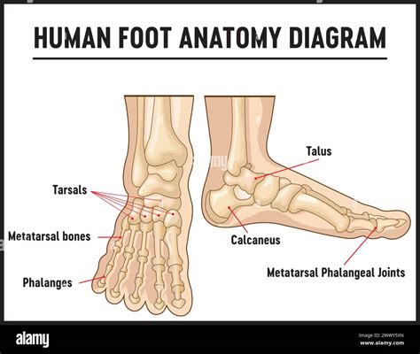 Foot Bones Names