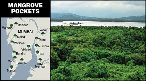 Environment: Mission mangrove