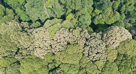 The African tree family fueled the rise of Asian tropical rainfor