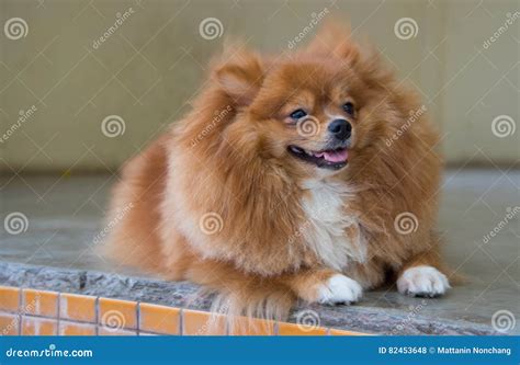 Fluffy brown dog stock photo. Image of puppy, mammal - 82453648