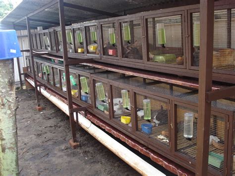 CC Rabbit Cage 的图像结果