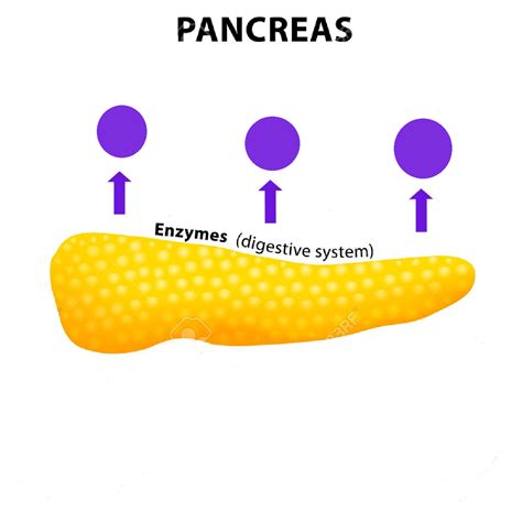 Deficiency Of Pancreatic Enzymes