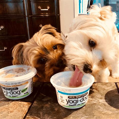 Is Yogurt Good For Dogs? - Our Dog Breeds