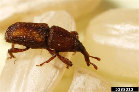 Rice Weevil 的图像结果