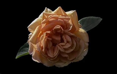 Wallpaper flower, background, rose, black background, yellow rose for ...