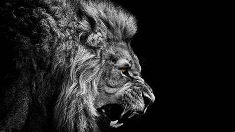 Dark Lion Wallpapers - Top Free Dark Lion Backgrounds - WallpaperAccess