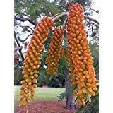 Colvillea racemosa | Colvilles Glory | Whip Tree | 10_Seeds : Amazon.in ...