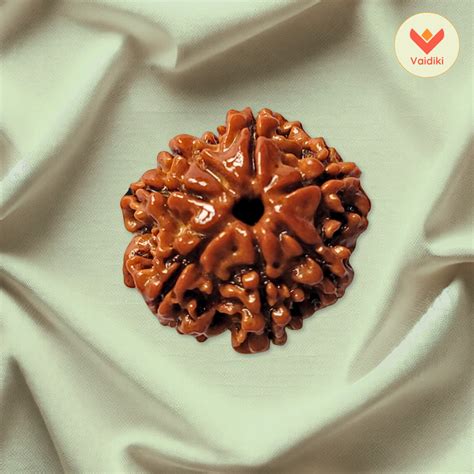 7 Mukhi Rudraksha Bead (Nepal Origin) - Reduces Negative Effects Of Sh ...
