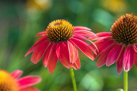 7 coneflower companion plants and what should you avoid