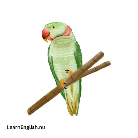 Bird Names in Spanish: 77 Birds in Spanish to English - learn spanish