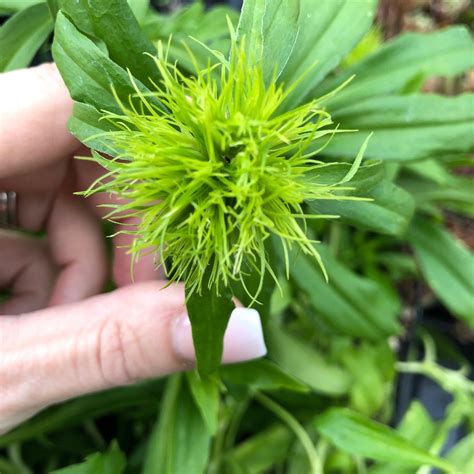Dianthus 'Green Ball' - Sweet William (4.5" Pot) | Little Prince of ...