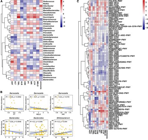 Frontiers | Comparison of the effects of probiotics, rifaximin, and lactulose in the treatment ...