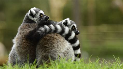 Download wallpaper 1600x900 lemur, couple, hugging widescreen 16:9 hd ...