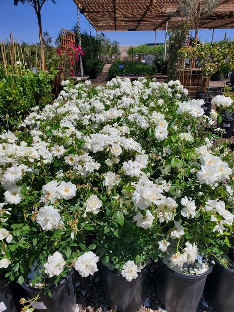 ICEBERG ROSE (Rosa X 'Iceberg') - Treeland Nurseries