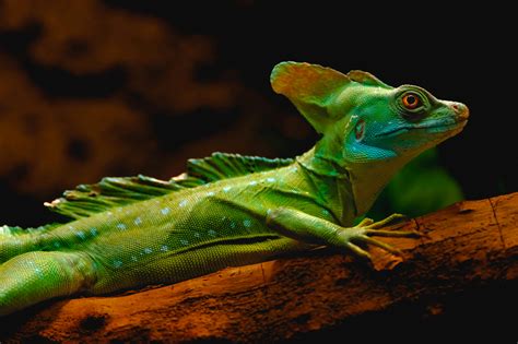 Image result for Lizard Dissection