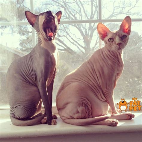 Most Wonder Fat Hairless Cat Memes & Pics for you