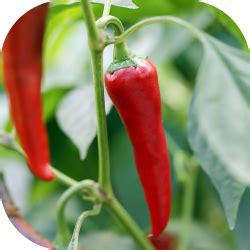 Calcium 11% SL – Agricell Crop Science