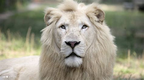 African White Lion Wallpaper (63+ images)