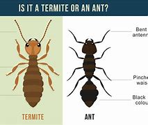 termites 的图像结果