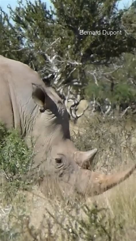 Image result for Extinct Animals Revival