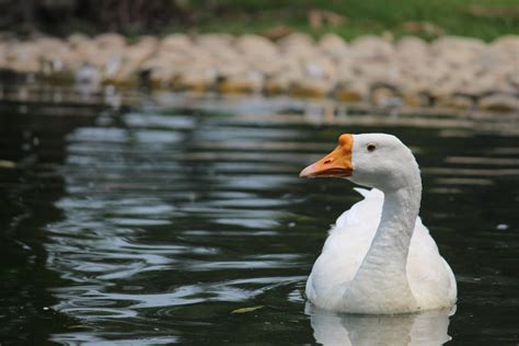Free Images : duck, beak, water bird, goose, ducks, geese and swans, waterfowl, pond, organism ...