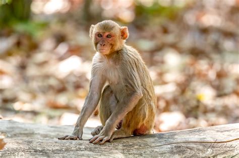 Rhesus Macaque (Macaca mulatta) | Wildlife Vagabond