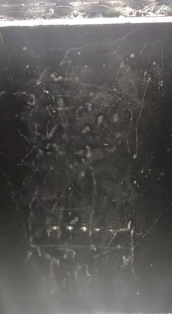 Object Detection Example 的图像结果