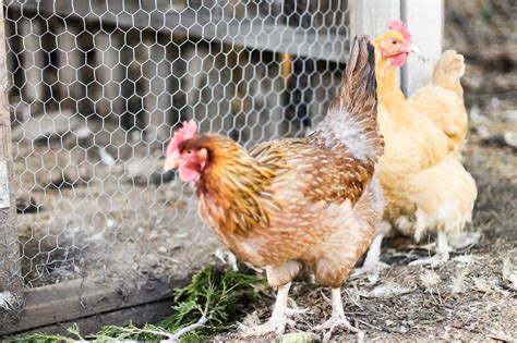 15 Popular Breeds Of Chickens For Raising As A Backyard