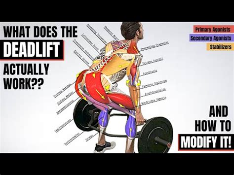 Image result for Multifidus Exercises