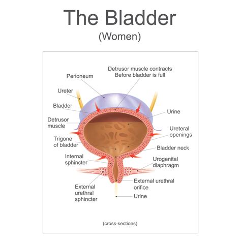 Image result for Exploding Bladder