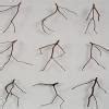 meaning for : tender twigs - Brainly.in