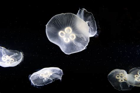 Moon Jellyfish: The Immortal Jellyfish - Ocean Info