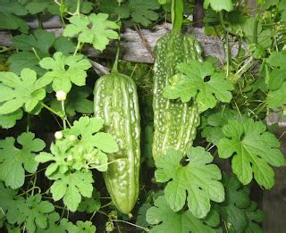 Karela -Bitter gourds (Momordica charantia)can beat … cancer | નીરવ રવે