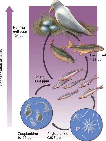 Biomagnification 的图像结果