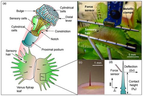 IJMS | Special Issue : Plant Biomechanics