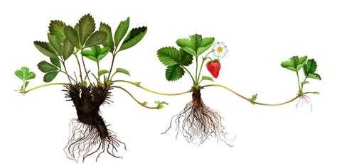 Image result for Vegetative Reproduction Daily Examples