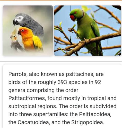 information about parrot - Brainly.in