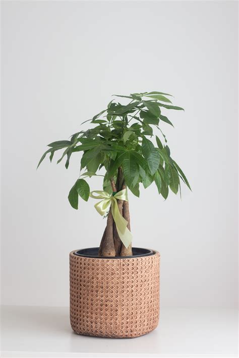 Braided Money Tree - Bloomspace