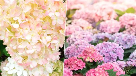 How to grow Vanilla Strawberry hydrangeas — 7 steps…