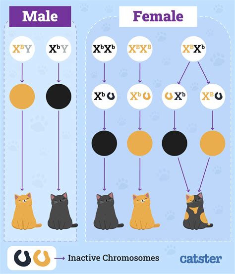Dilute Tortie: Cat Guide & 6 Interesting Facts (With Pictures) - Catster