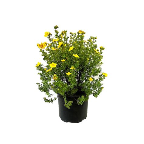 Abbotswood Potentilla Accent Shrub in 2.25 -Gallon Pot 1 -Pack with ...